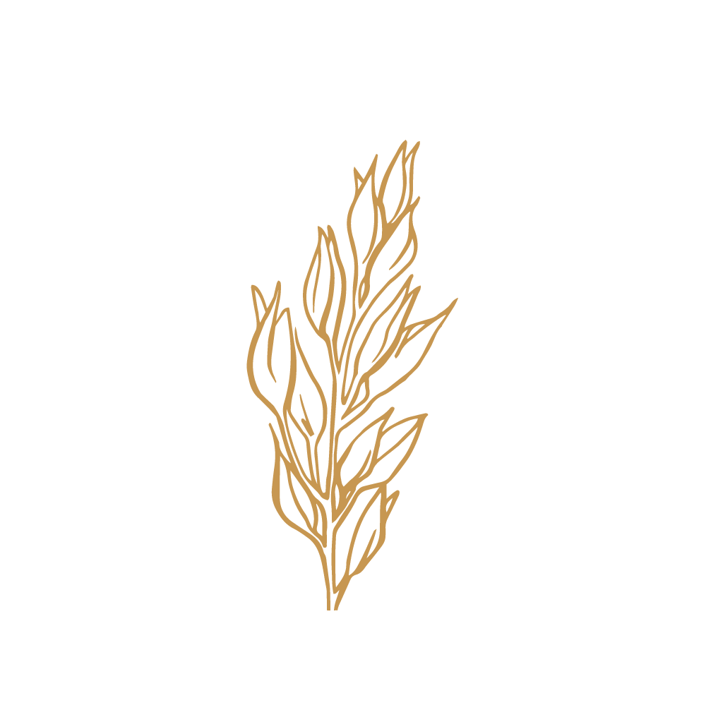 Avena photo