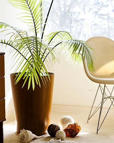 Elegant corner decor with a large potted plant, stylish chair, and wooden cabinet in a bright room.