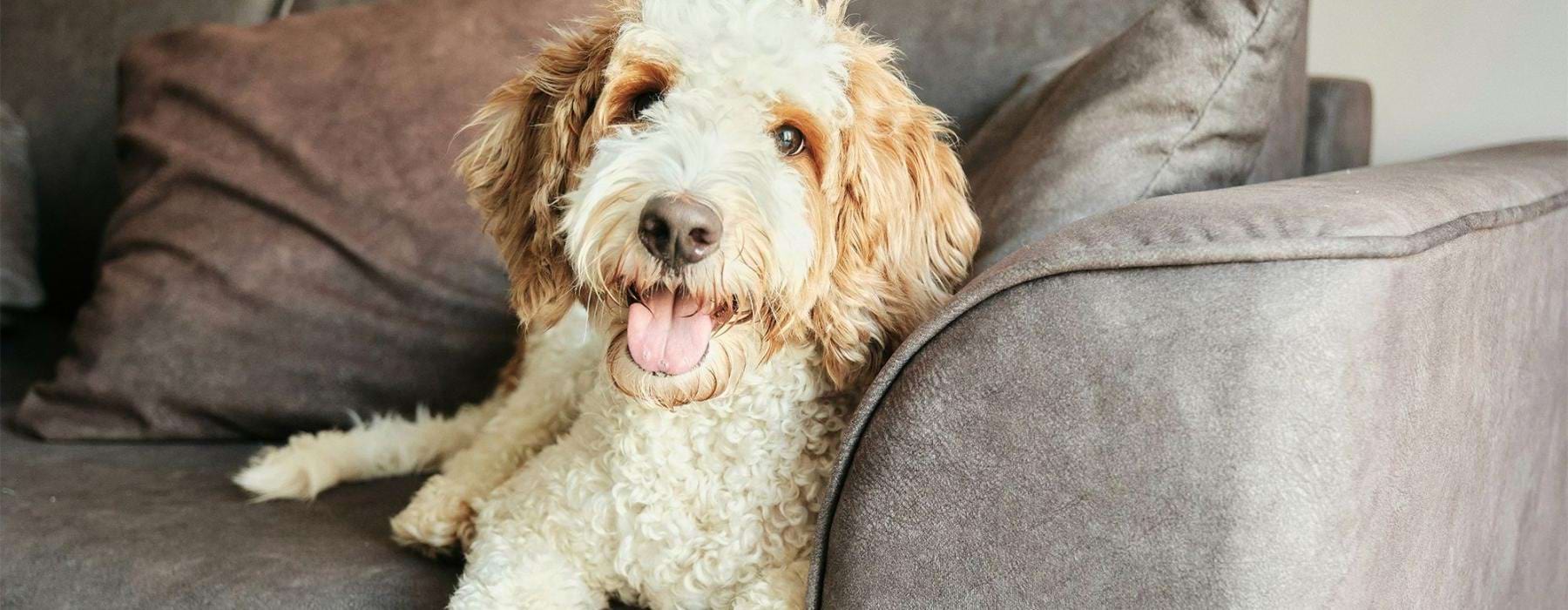 A dog laying on a couch at Sugar Creek Apartments in Fenton, MO 63026.