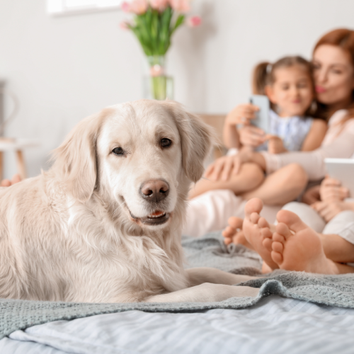 Pet Policy Image
