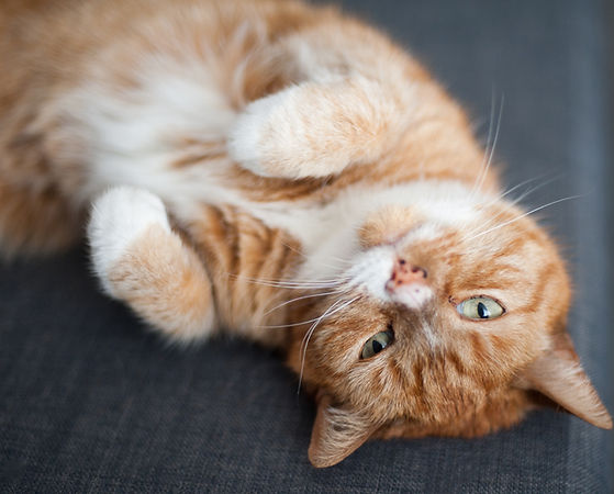 Relaxed Ginger Cat