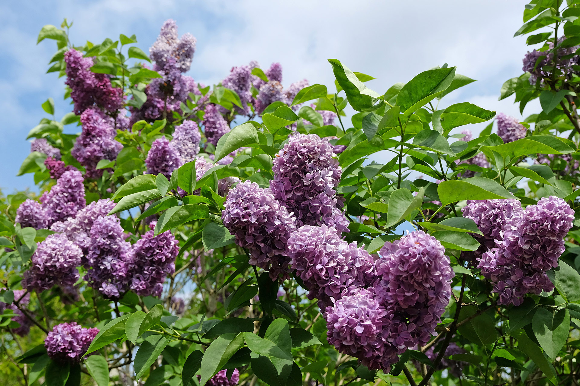 Lilac trees blooming at Lilacia Park in historic downtown Lombard, IL