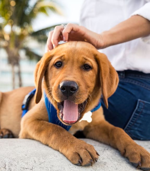 Pet Friendly at The One at Millington, Tennessee, 38053