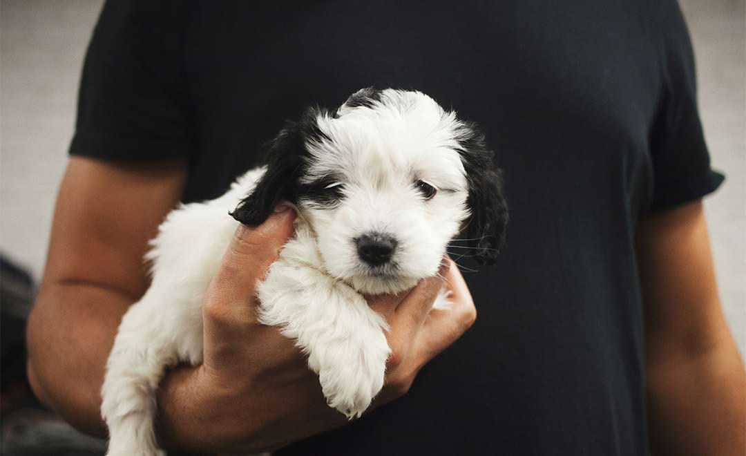 man holding a dog