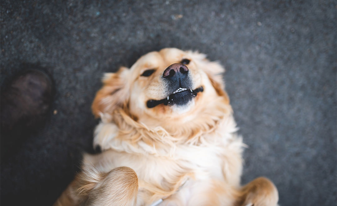 dog laying on his back
