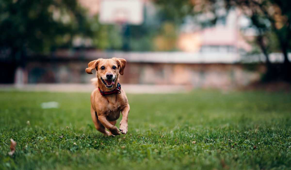 Dog running in the park at Vesta Creeks Run in North Charleston, South Carolina