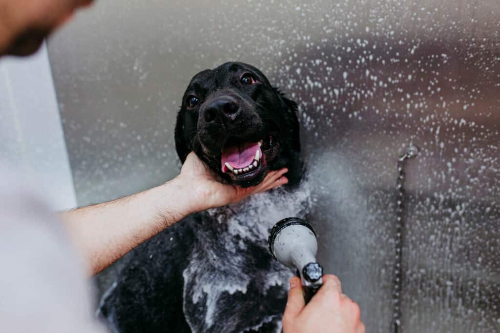A black dog enjoys a bath, soap lathering its fur while a person gently rinses with the showerhead—just a glimpse into the luxurious amenities you'd discover at Apela House Apartments.