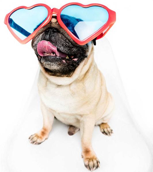 a pug dog wearing sunglasses with a heart shaped lens at Central Island Square, Daniel Island