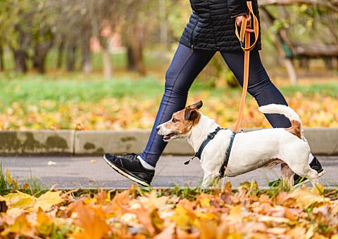 ReNew Minnehaha woman walking a happy dog through a park covered in vibrant autumn leaves.