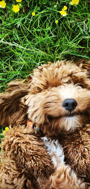 Pup in the grass at Lupine at Longmont in Longmont, Colorado