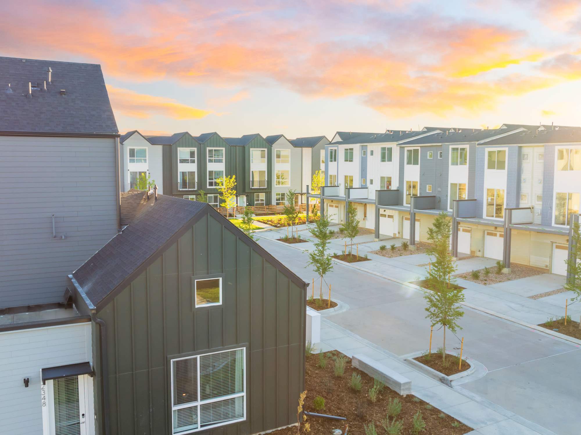 Lupine Longmont photo