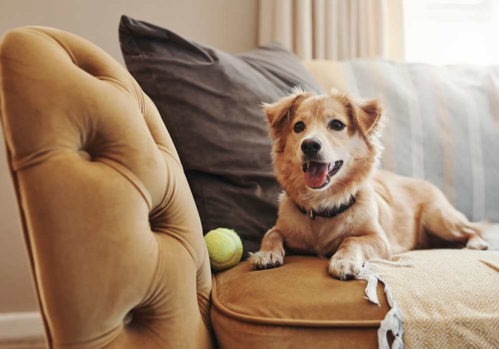 Pet-friendly apartments at The Riley at Belmont Hills in Belmont, California