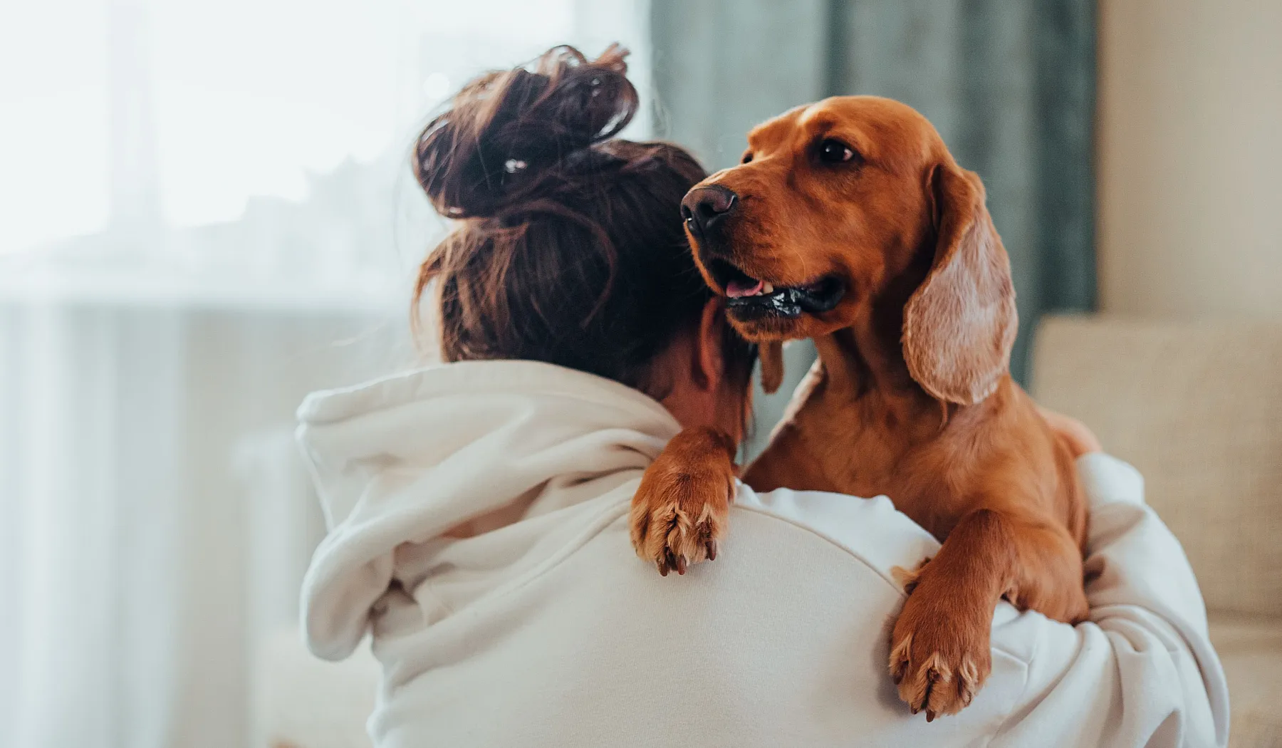 dog with owner