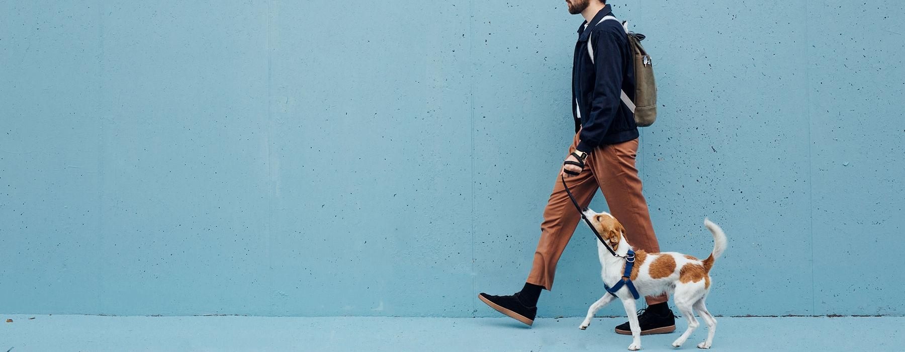 a man walking a dog