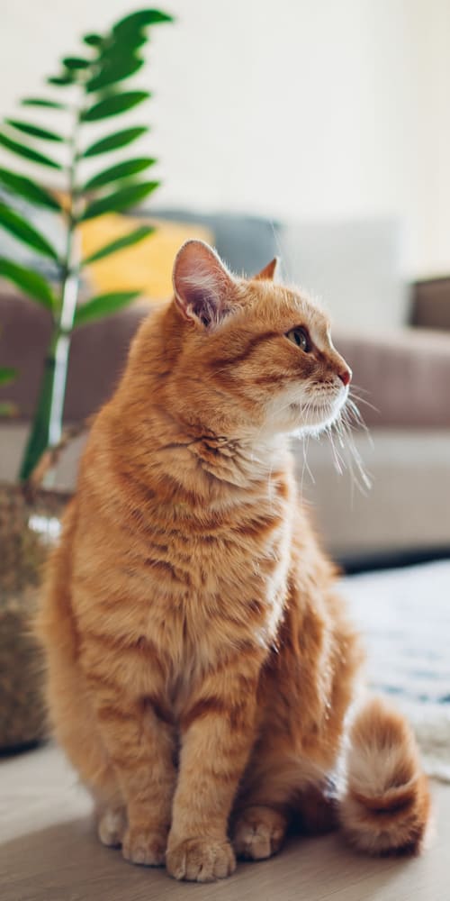 Pet cat at Glen Lakes Rental Homes in Weeki Wachee, Florida