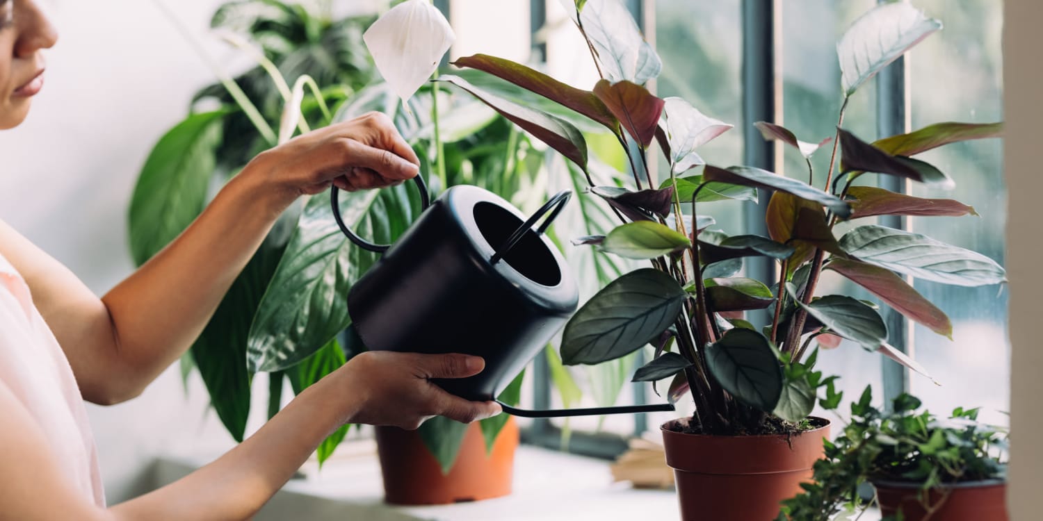 Resident watering plants at The Joyce in Durham, North Carolina