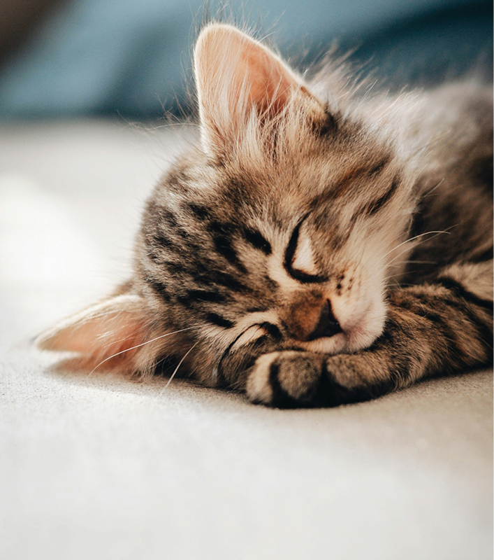 Adorable tabby kitten napping peacefully, showcasing its fluffy fur and closed eyes on a cozy surface.
