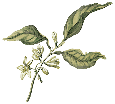 leaves bigflowers