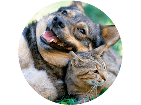 Berryhill is Pet FRIENDLY