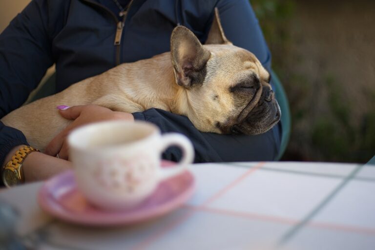 French Bulldog asleep in owner's arms at a cafe