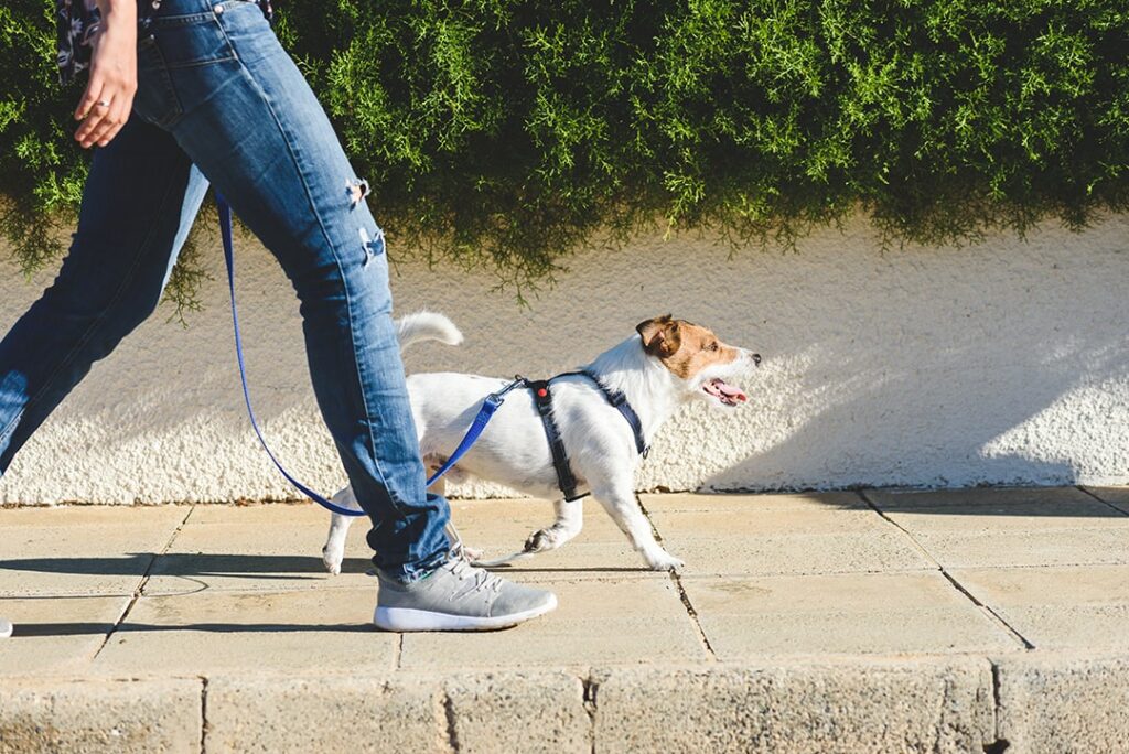 dog on walk with owner