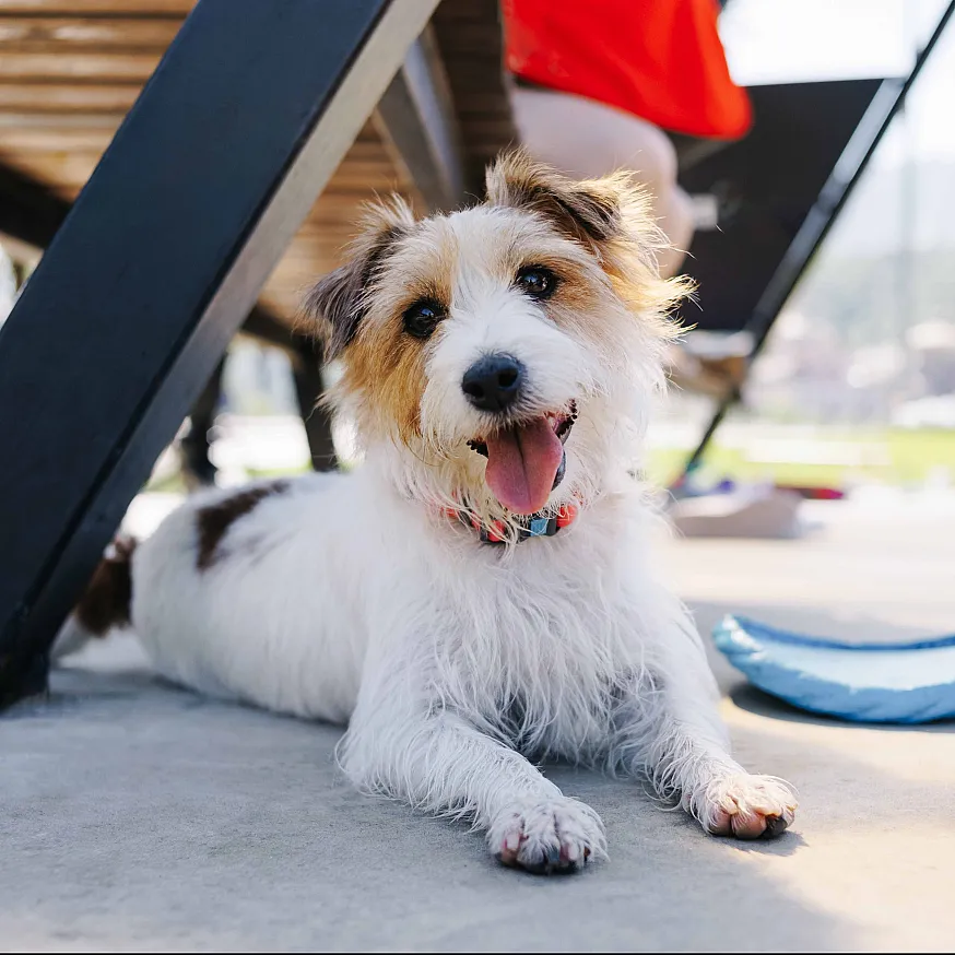 pet friendly apartment modera reserve apartments in scottsdale az