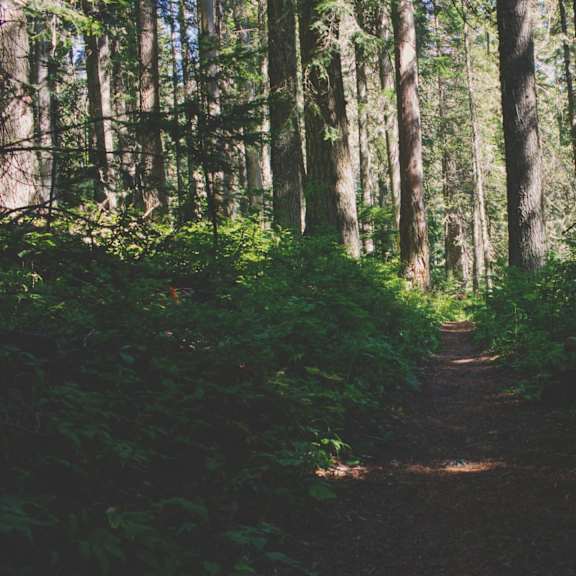 A winding dirt path through a lush green forest.