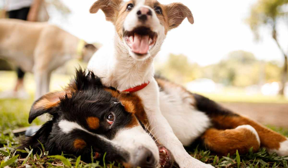 Dogs playing at Tatum Place in Scottsdale, Arizona  