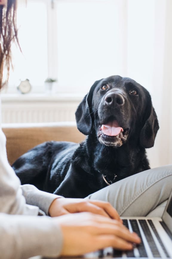 a woman sitting on a couch with her dog using a laptop computer at Skye at Belltown Apartments, Seattle, WA