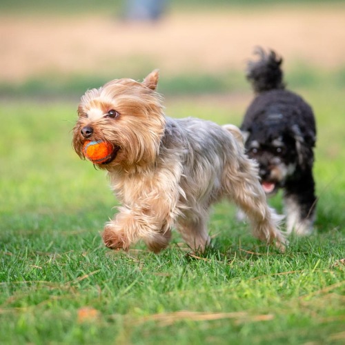two dogs running in a field