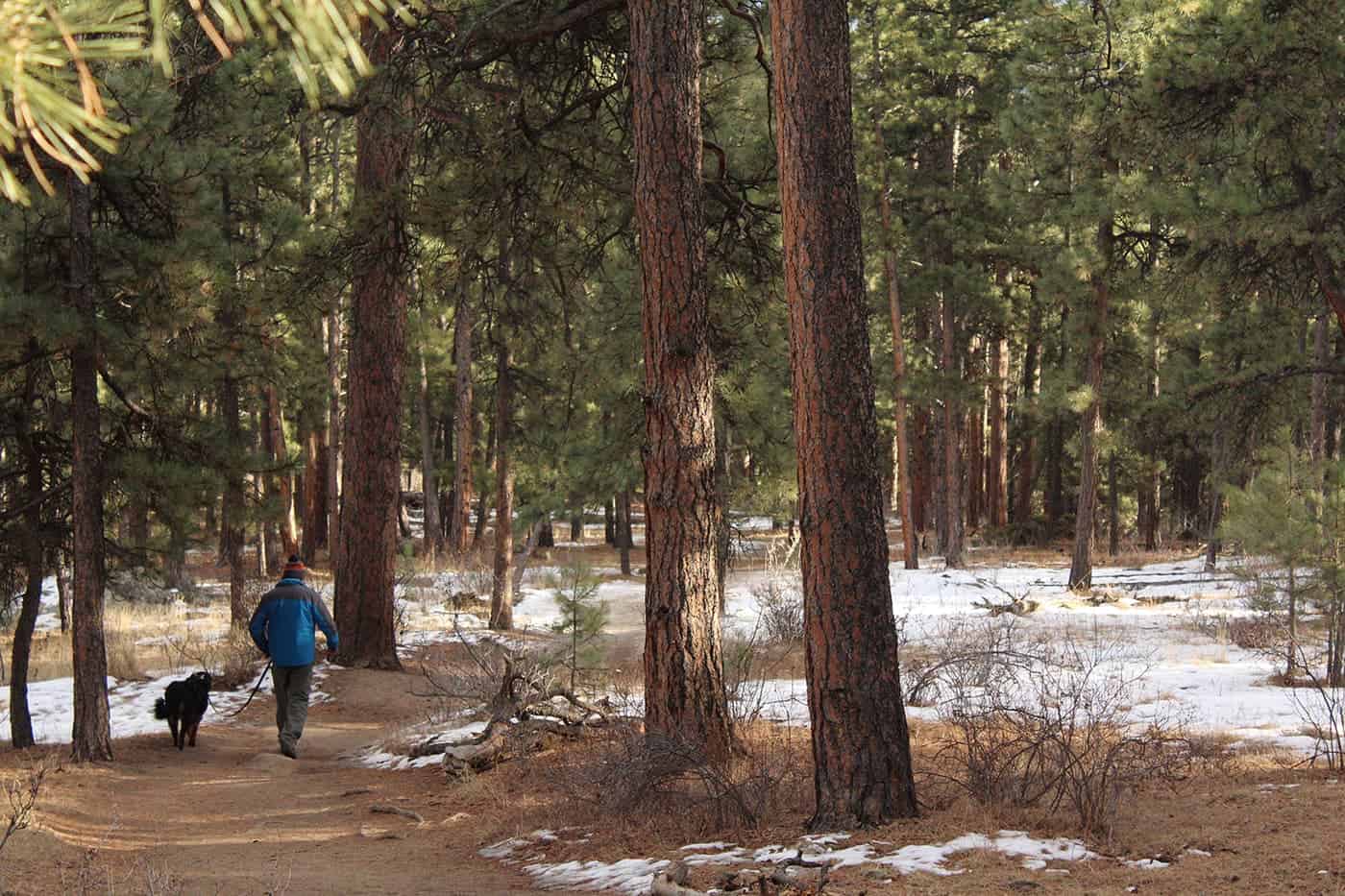 A person in a blue jacket walks a black dog along a dirt trail through a pine forest with patches of snow on the ground.