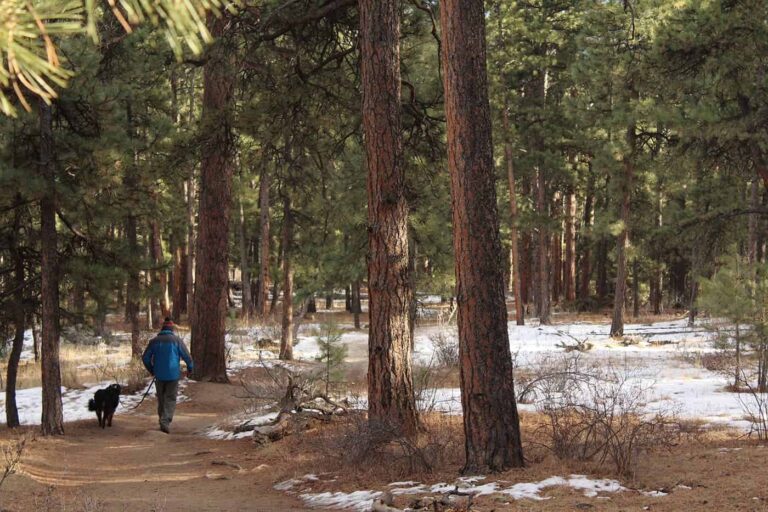 A person in a blue jacket walks a black dog along a dirt trail through a pine forest with patches of snow on the ground.