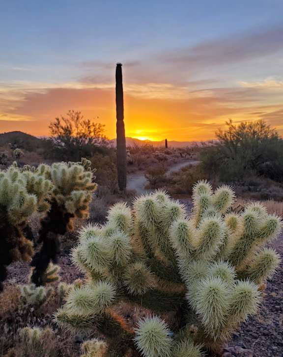 A cactus stands in the desert at sunset.
