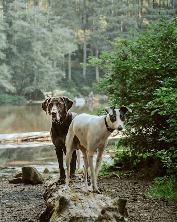 Two dogs standing on a log by a river.