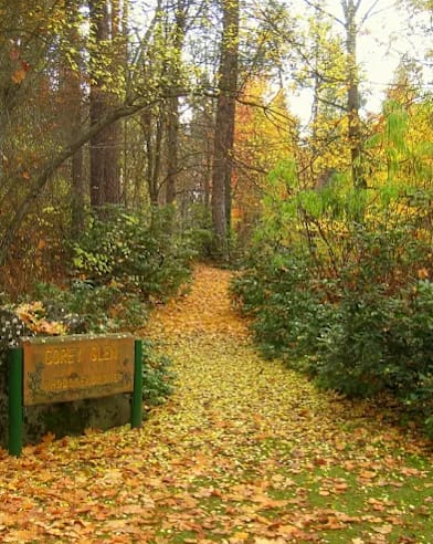 A path in a forest with a sign on the left.