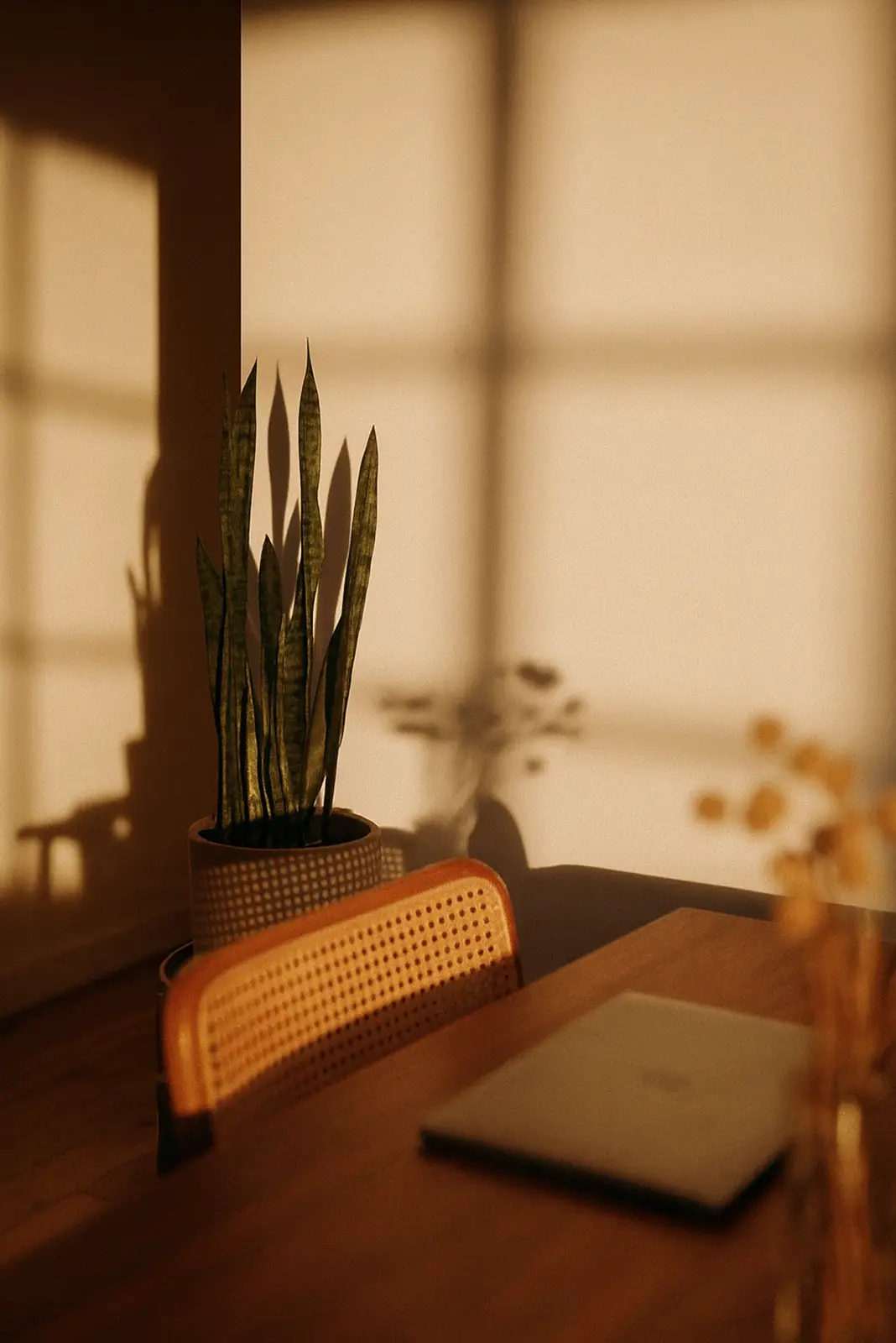 Sunlit corner of a room with a snake plant in a pot, a cane-back chair, and a closed laptop on a wooden table.