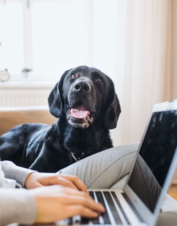 a woman sitting on a couch with her dog using a laptop computer at Willowest in Vinings, Atlanta, GA, 30339