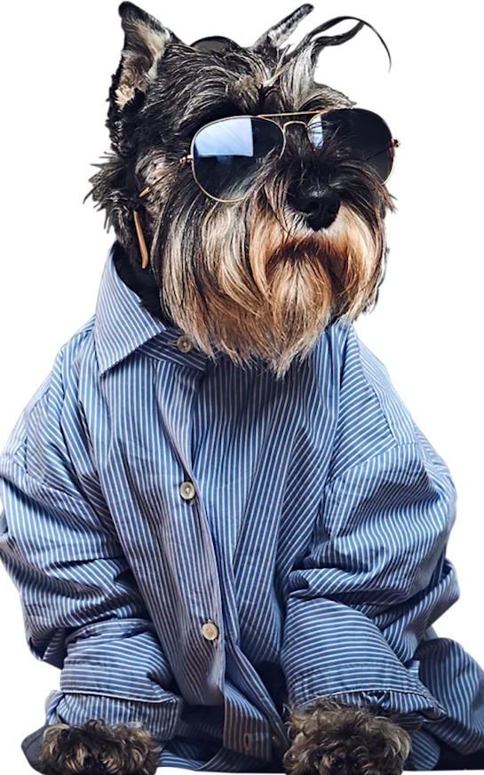 A dog wearing sunglasses and a striped shirt.