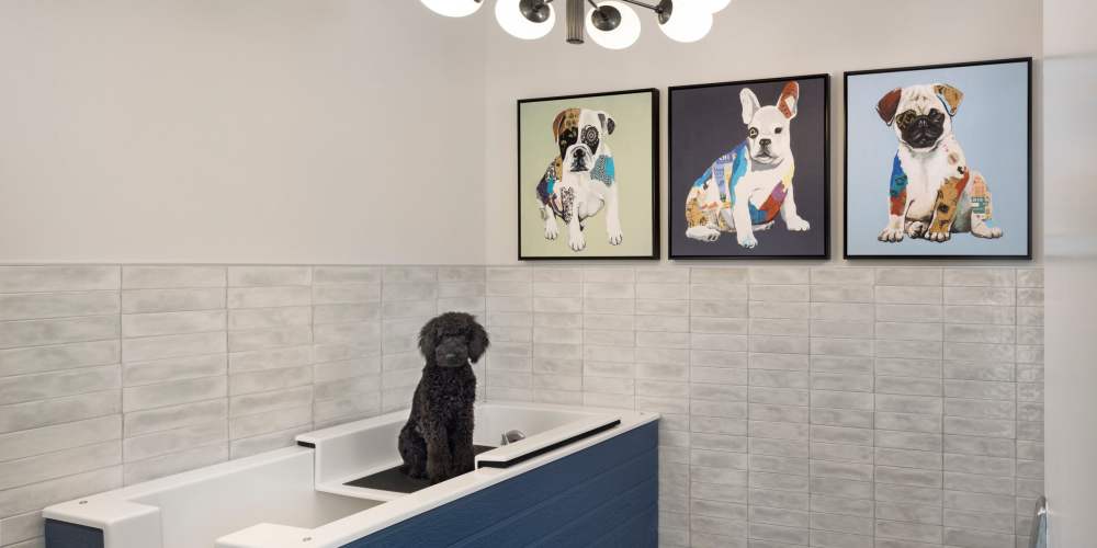Pet spa at RainDance in Winter Haven, Florida