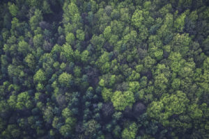 Forest Background