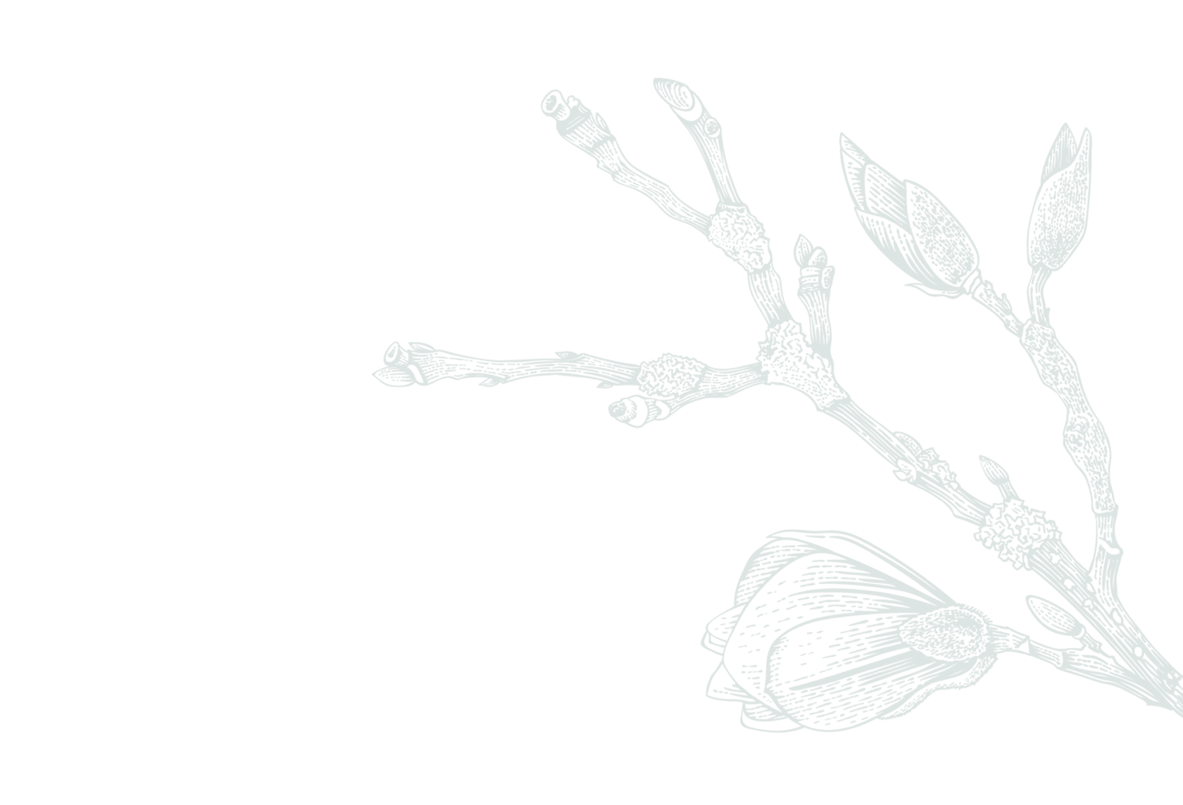 The Magnolia photo