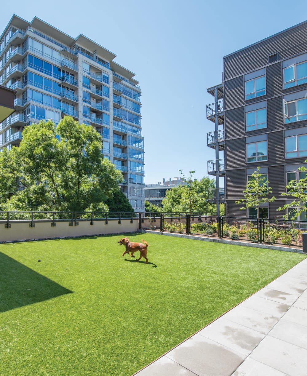 Onsite dog park at 2900 on First Apartments in Seattle, Washington