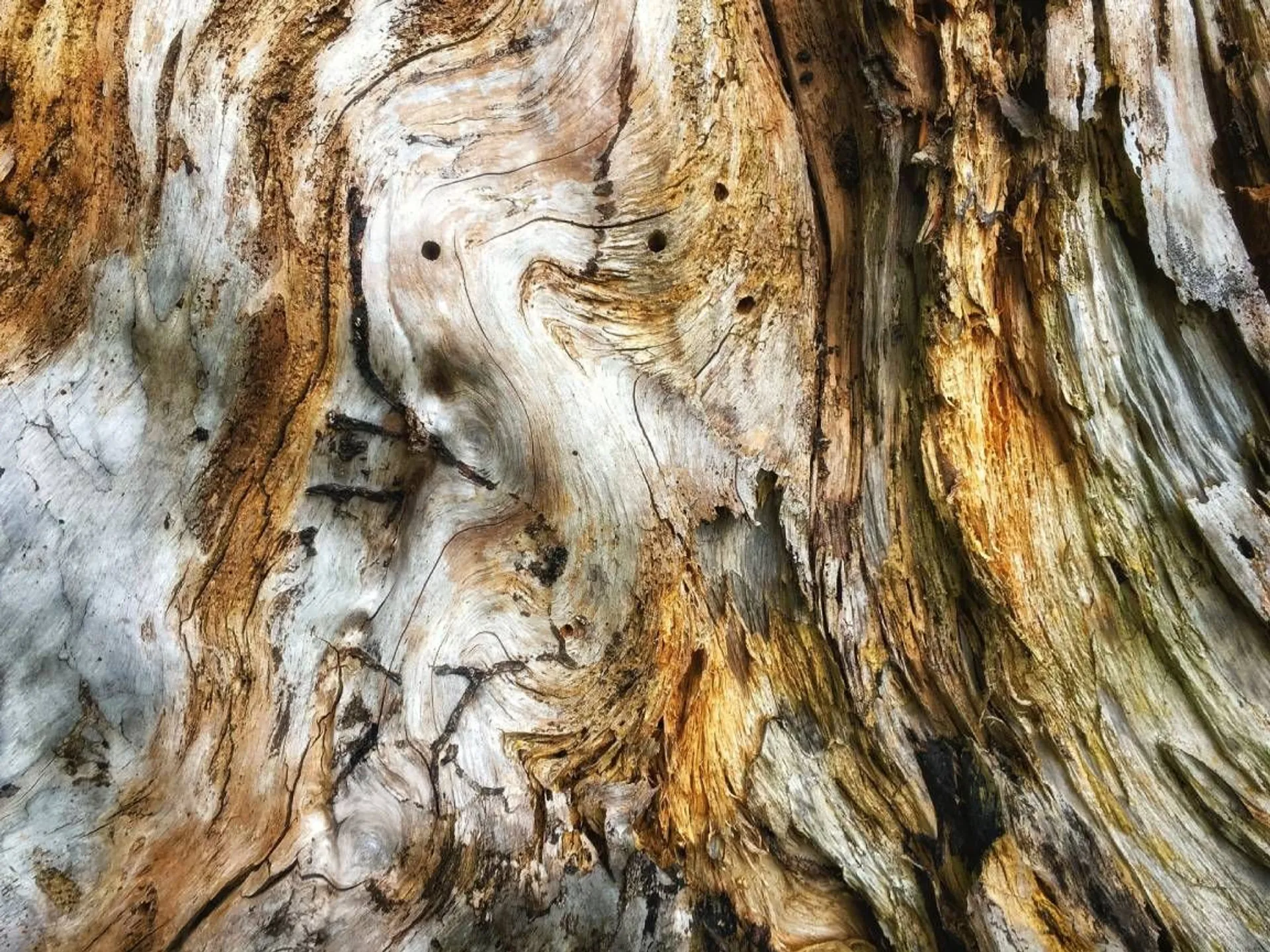 Abstract close-up of textured wood with swirls of brown, gray, and orange hues.