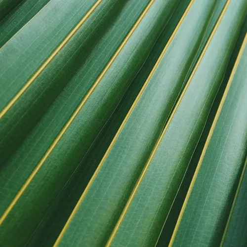 Botanicals