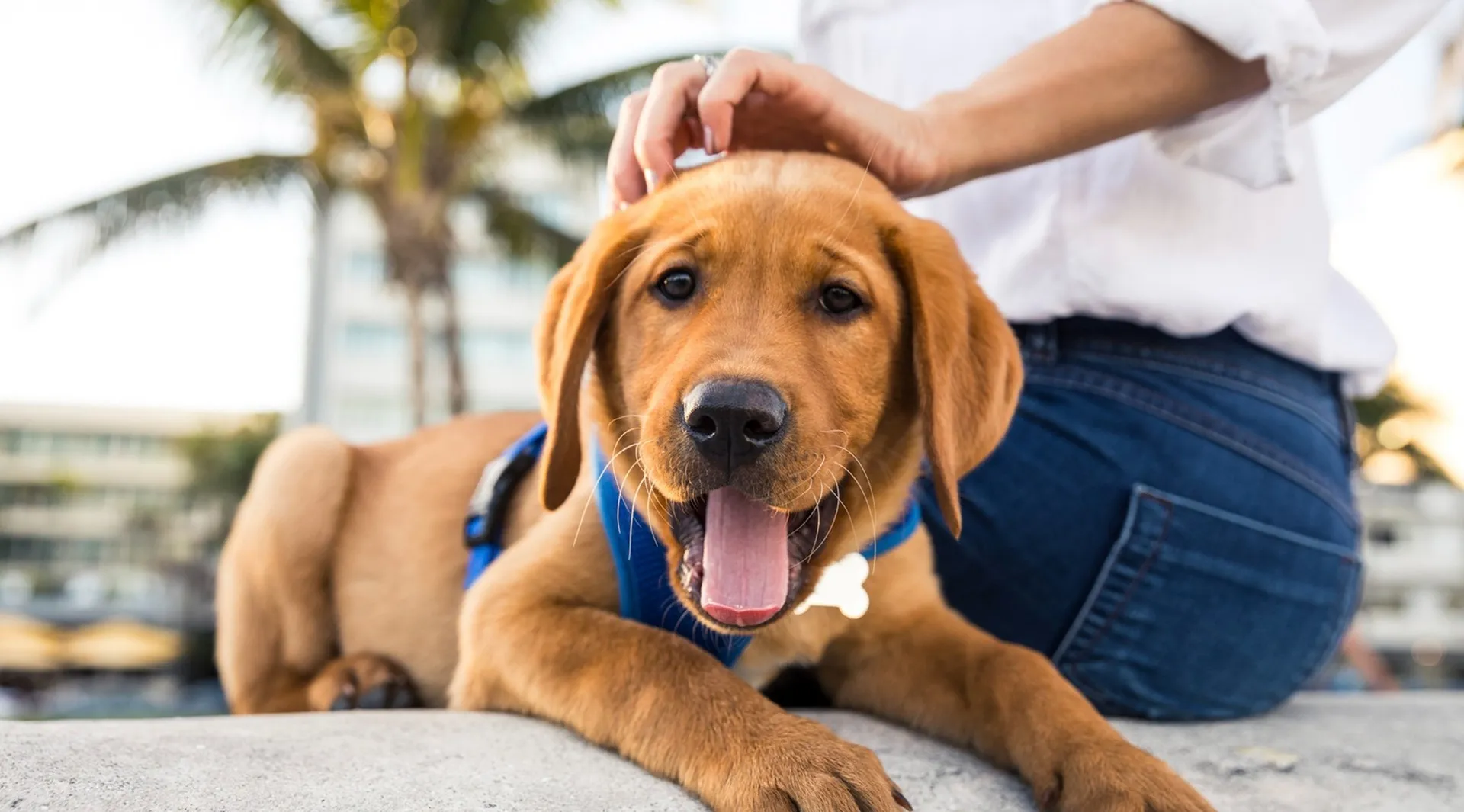 Pet Friendly Apartments