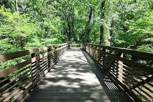 A wooden bridge in a lush green forest.