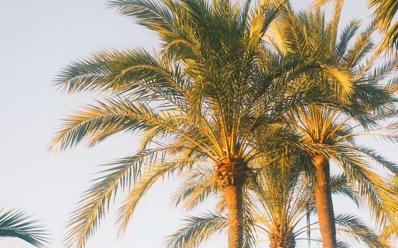 A group of palm trees at Lucia at Aviara pet-friendly apartments in Carlsbad, CA.