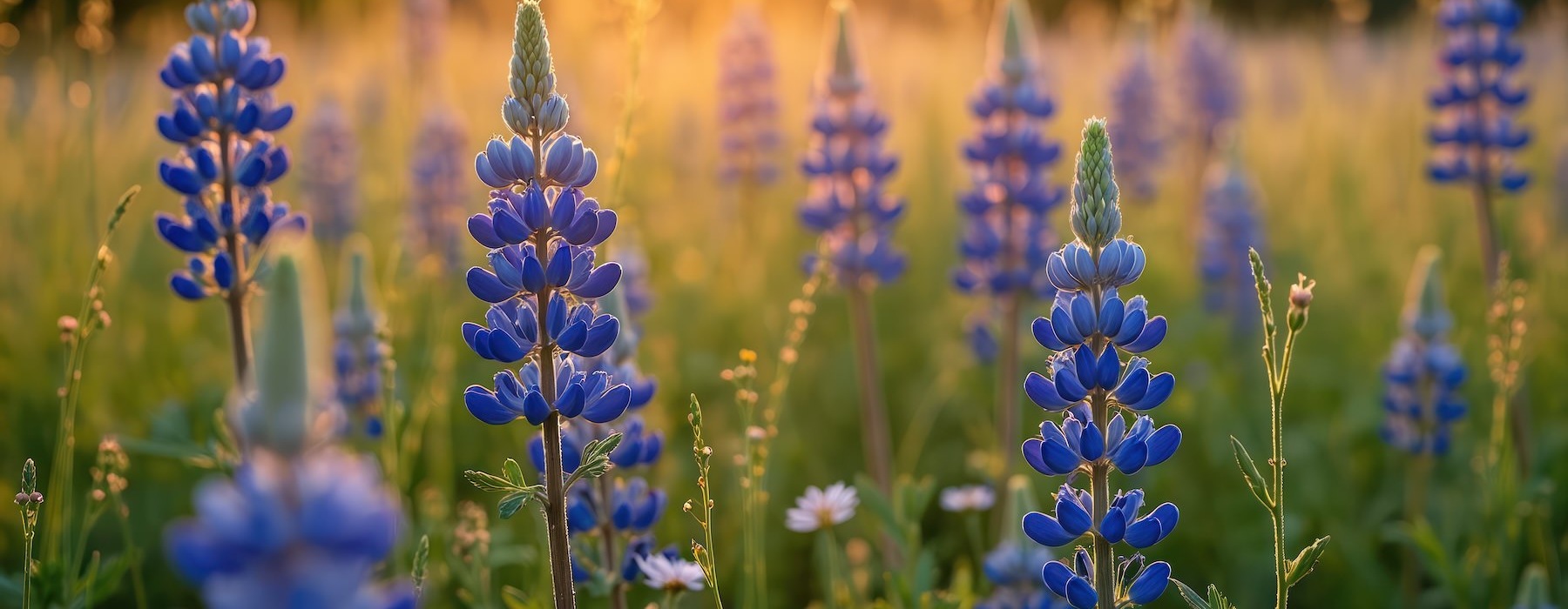 Flowers in a field near Foxtail by Banyan Austin apartments near downtown.