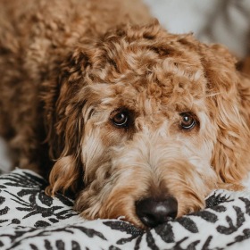 a dog lying on a bed looking