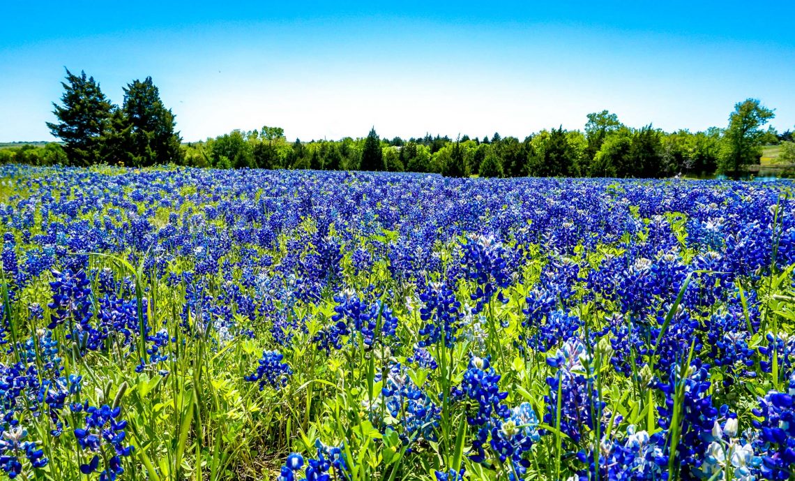 Townhomes at Bluebonnet Trail photo